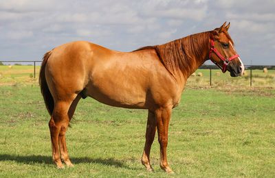 Quarter Horse