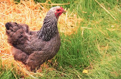 Poule Brahma