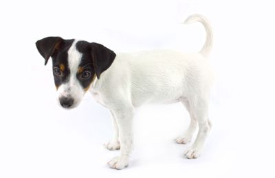 Jack Russell