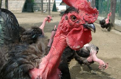 Poule Cou nu