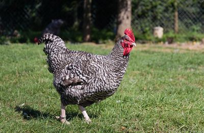 Poule Coucou de Rennes