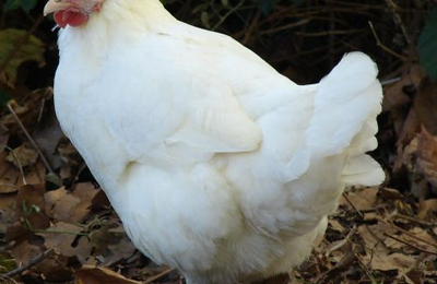 Poule Gâtinaise