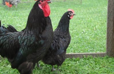 Poule Géline de Touraine