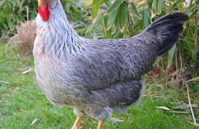 Poule Leghorn