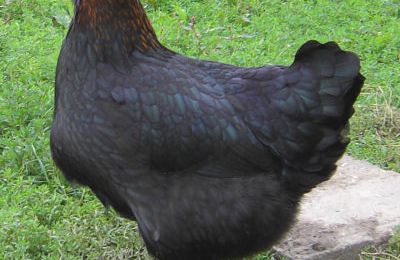 Poule de Marans
