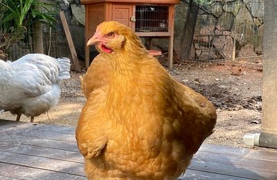 Poule Orpington