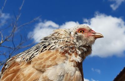 Poule Araucana