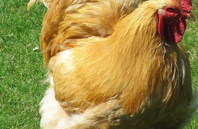 Poule Cochin