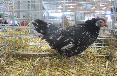 Poule Gournay