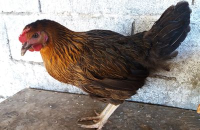 Poule Harco