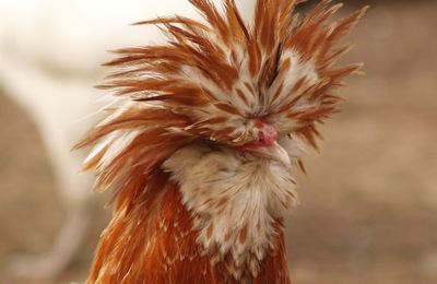 Poule de Padoue