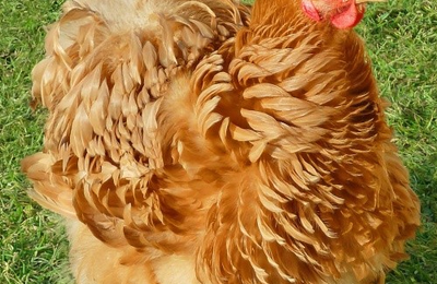 Poule Pékin