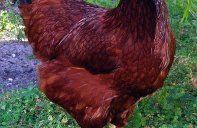 Poule rousse