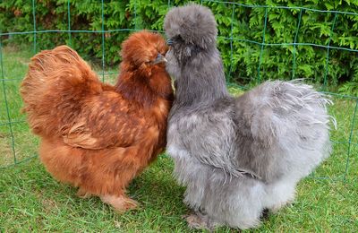 Poule Soie