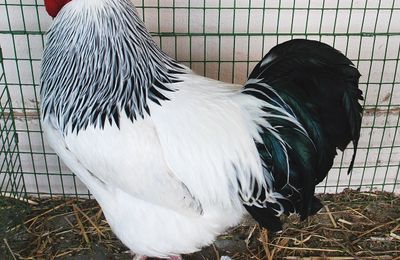 Poule Sussex
