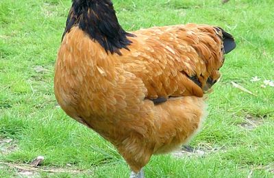 Poule Vorwerk