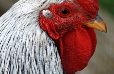 Poule Wyandotte