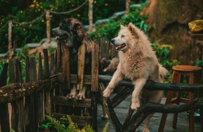 Leonberg