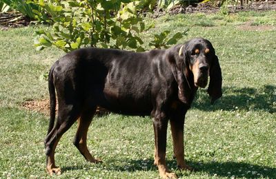 Black and Tan Coonhound