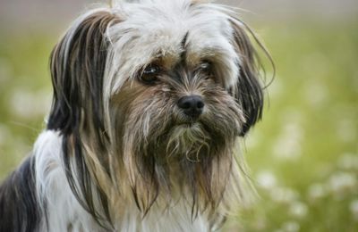 Lhassa Apso