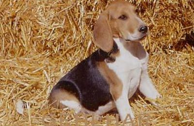 Chien d’Artois