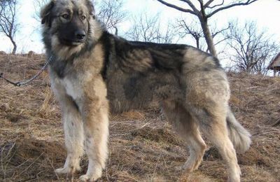 Chien de berger roumain des carpathes