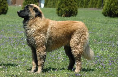 Chien de la serra da estrela