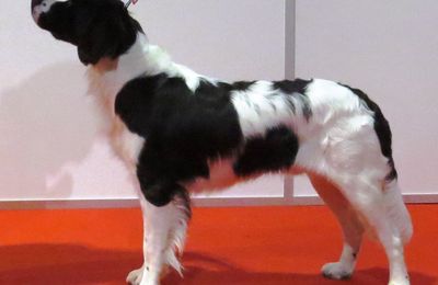 Chien de perdrix de drente