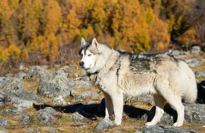 Malamute d'Alaska