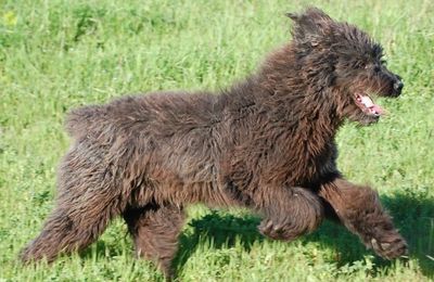 Chien fonnese