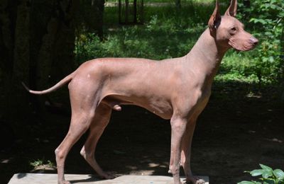 Chien nu du perou