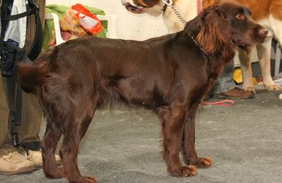 Chien d'Oysel