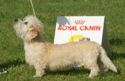 Dandie dinmont terrier