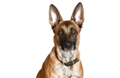 Malinois