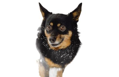 Lancashire heeler