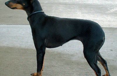Terrier d'agrement anglais noir et feu
