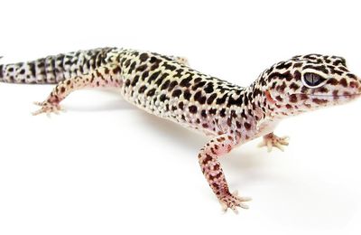 Gecko léopard