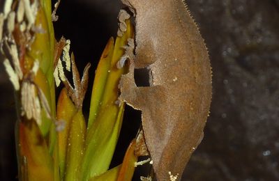 Gecko à crête