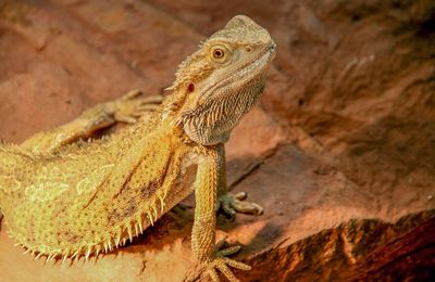 Pogona (Agame barbu)