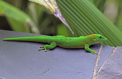 Gecko diurne de Madagascar