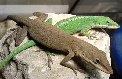 Anolis vert