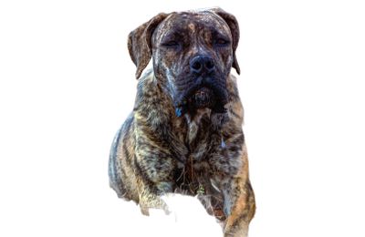 Mastiff Anglais