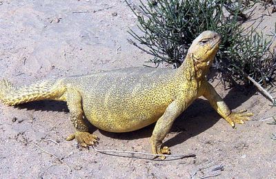 Uromastyx