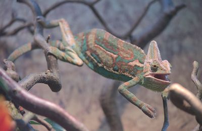Caméléon casqué du Yémen
