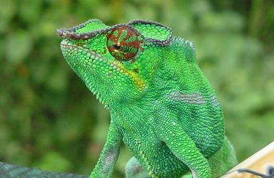 Caméléon panthère