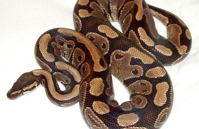 Python royal