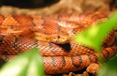 Serpent des blés