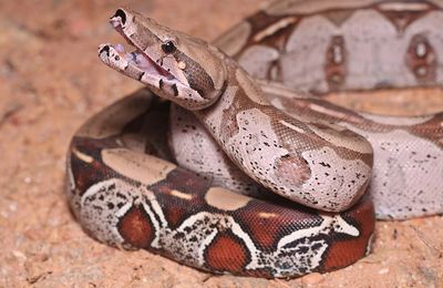 Boa constrictor