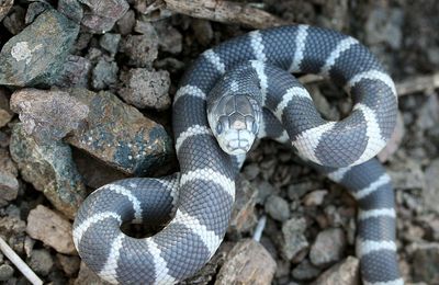 Serpent roi de Californie