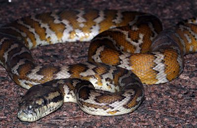 Python tapis